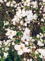 beautiful blooming flowers in sunset light in evening park. tender cherry blossoms on branches in springtime. hello spring floral picture