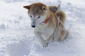 雪と柴犬
