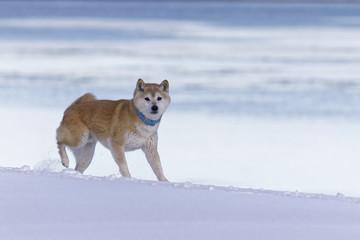 雪と柴犬