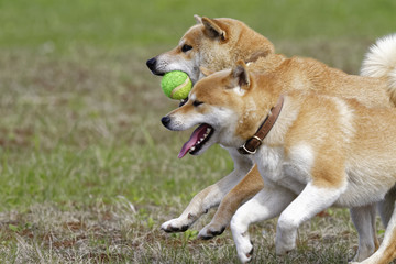 屋外で遊ぶ柴犬