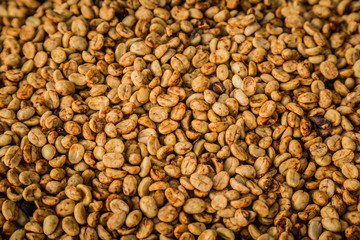 Rohkaffee mit Cascara während der Trocknung aus Costa Rica