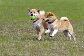 屋外で遊ぶ柴犬