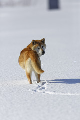 雪原で遊ぶ柴犬