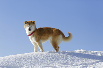 雪原で遊ぶ柴犬