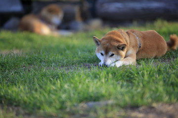 伏せる柴犬