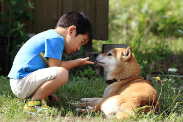 柴犬と会話する子ども