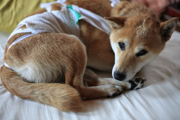 手術後の柴犬