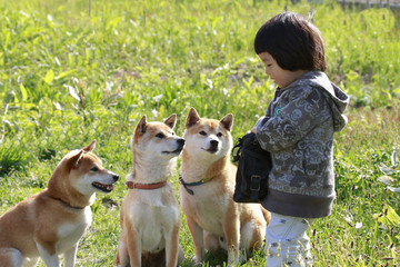 柴犬と男の子
