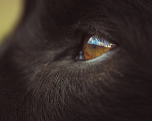 Occhio di labrador nero