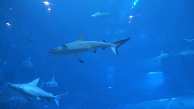 Aquarium in Singapore displaying a fish tank full of swimming sharks and other aquatic animals. Big animals confined to life in captivity. Fish swimming among sharks