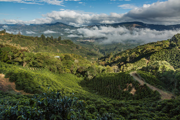 Fototapeta na wymiar Kaffeeplantage im Hochgebirge Tarrazu in Costa Rica