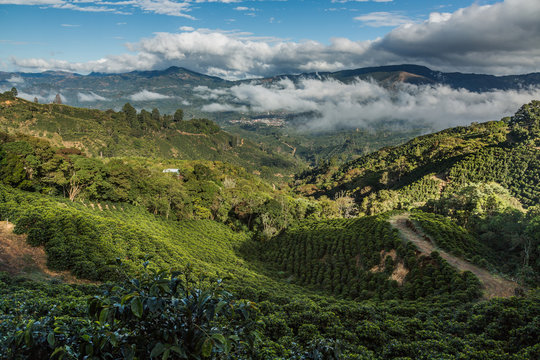 Kaffeeplantage im Hochgebirge Tarrazu in Costa Rica