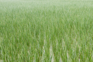 ビーグ（イ草）畑