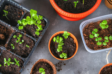 Pots with seedlings on a gray concrete background.