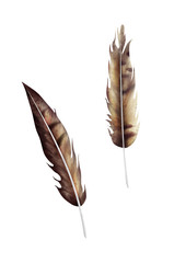 Two feathers drawn white isolated