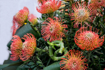 Original bouquet of flowers Leucospermum cordifolium