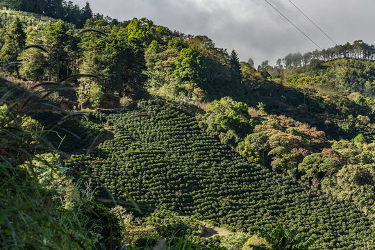 Kaffeeplantage im Hochgebirge Tarrazu in Costa Rica