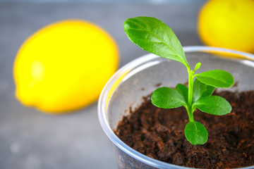 A green sprout of lemon in a pot. Seedling from the bones. Ripe lemon fruit next to a tree.