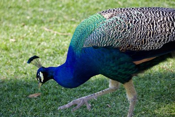 Obraz premium Pavão azul e verde