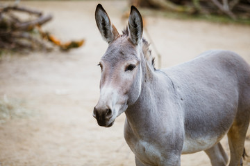 Obraz premium Portrait, head close-up of a wild gray donkey with white stripes eats at the zoo