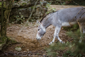 wild gray donkey with white stripes walks, moves among trees, on its territory in the zoo