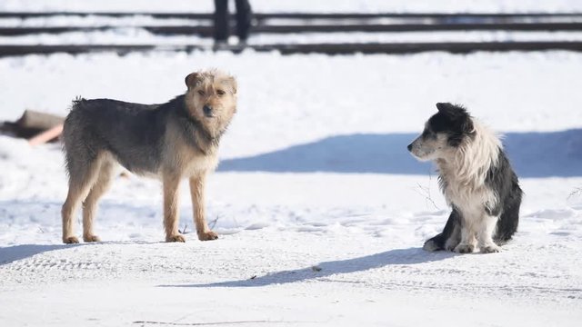 homeless dogs in winter on snow. the problem of stray dogs. a flock of stray dogs