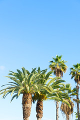 Fototapeta premium Palmas in blue sky