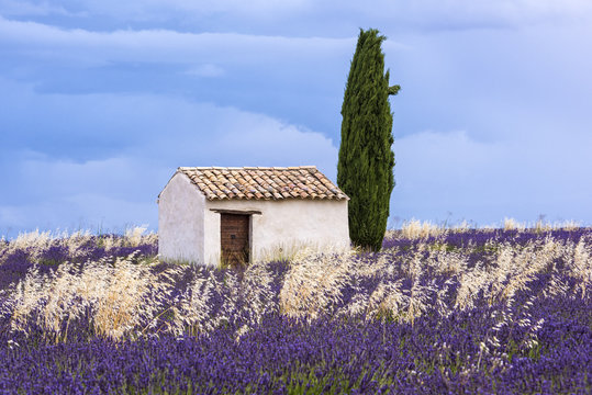 Old barn in lavender field, Valensole, Provence, France