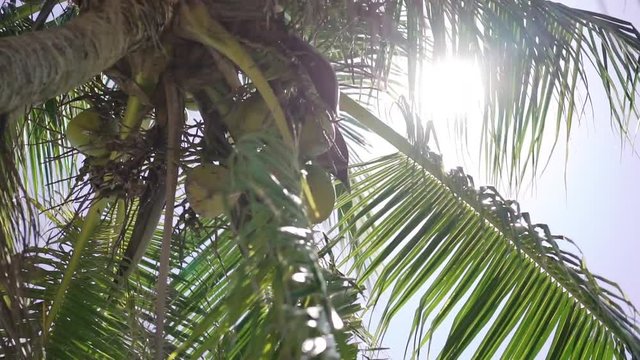 Coconuts at palm tree steadicam