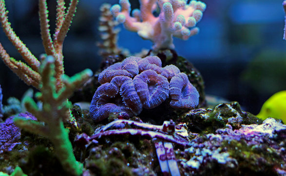 Open brain lps coral in reef tank