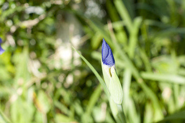 一初の蕾