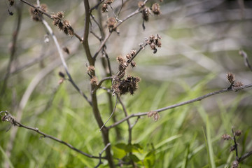 Burrs