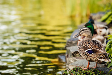 Ducks near the river.