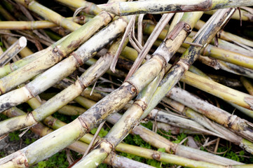 サトウキビの刈り取り