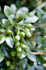 ゲッキツの青い実