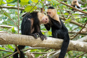 Two Monkeys in the jungle of Costa Rica