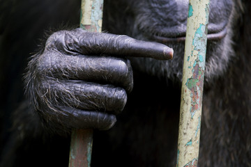 Chimpanzee hand, Animal Hand