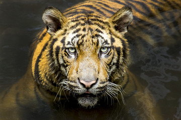 Tiger. Beautiful Tiger Portrait. Tiger in the wild
