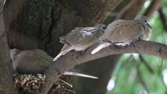 Mourning Doves (Zenaida macroura)family with cubs on a linden tree branch in the nest
