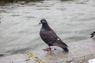pigeon