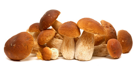 white porcini. Wild Foraged Mushroom selection isolated on background, with shadow. Boletus Edulis mushrooms