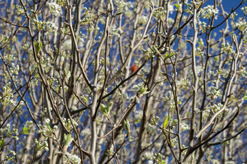 Blossoming trees early spring