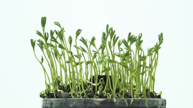 Lentils sprouts growing - time lapse
