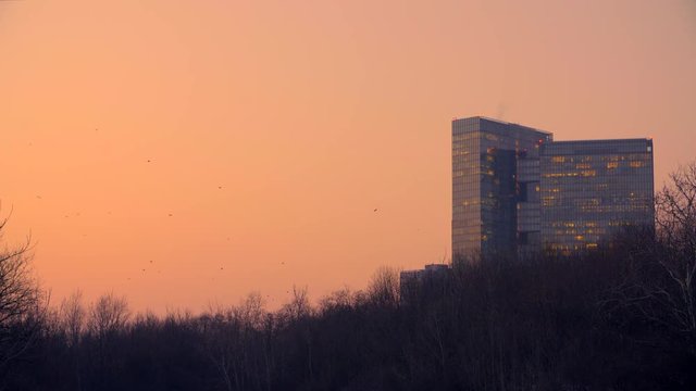 Flock of ravens flying in front of high-riser at dusk