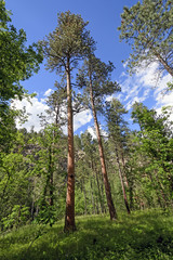 Pines Reaching for the Sky