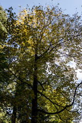 Obraz premium Mountain