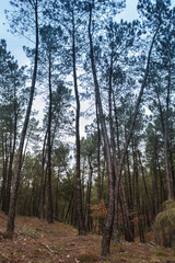 Fototapeta premium Pine tree forest in Galicia, Spain.
