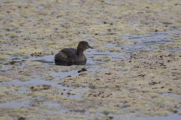 little grebe that floats in a small pond during wintering in india on a cloudy winter day