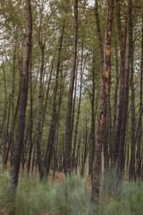 Fototapeta premium Pine tree forest in Galicia, Spain.