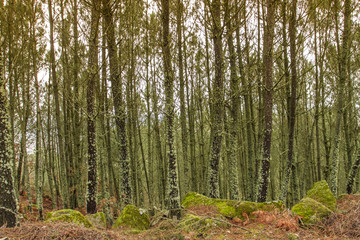 Pine tree forest in Galicia, Spain.